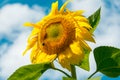 Yellow sunflower flower against a blue sky with white clouds Royalty Free Stock Photo